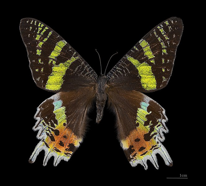 Мадагаскарская урания