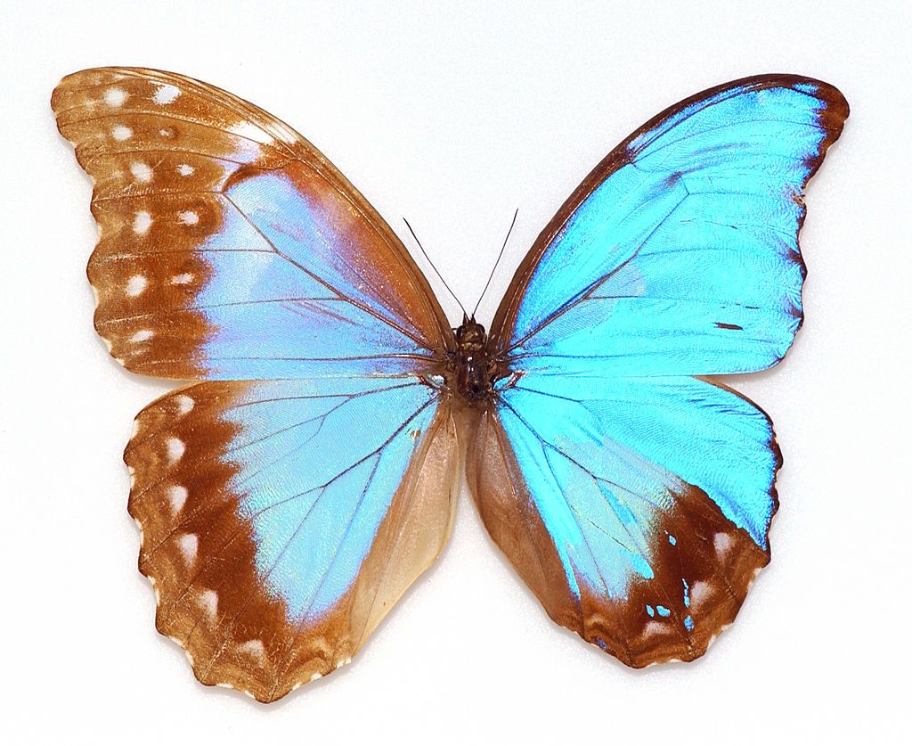 Гинандроморфизм