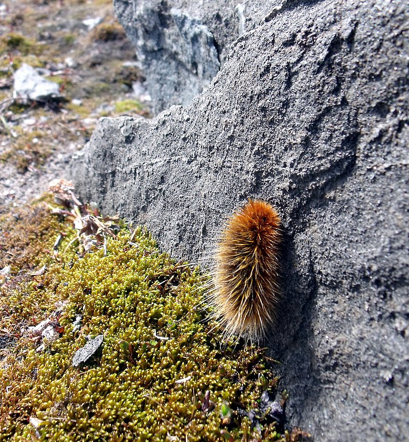 Гусеница Gynaephora groenlandica