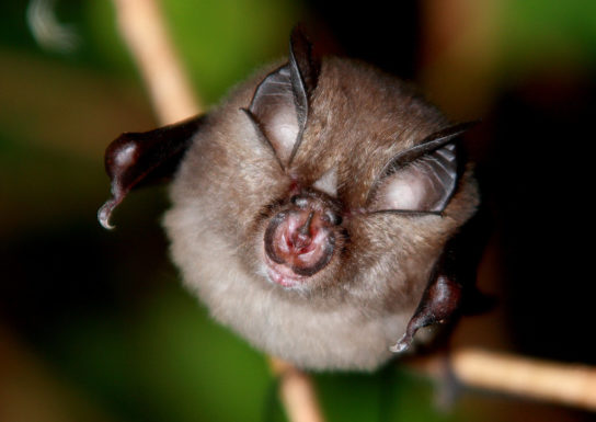 Малый подковонос