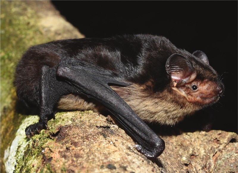 Восточный длиннокрыл