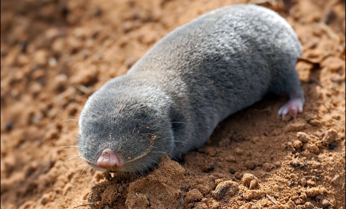 Слепыш гигантский