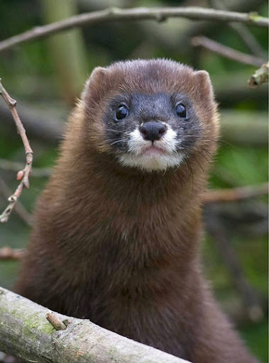 Норка европейская