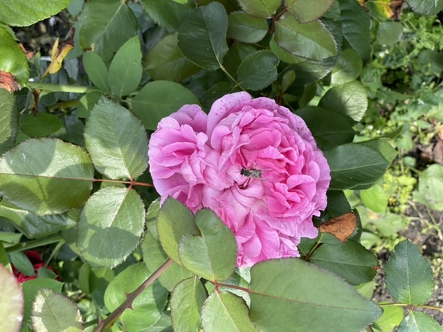 Rosa b