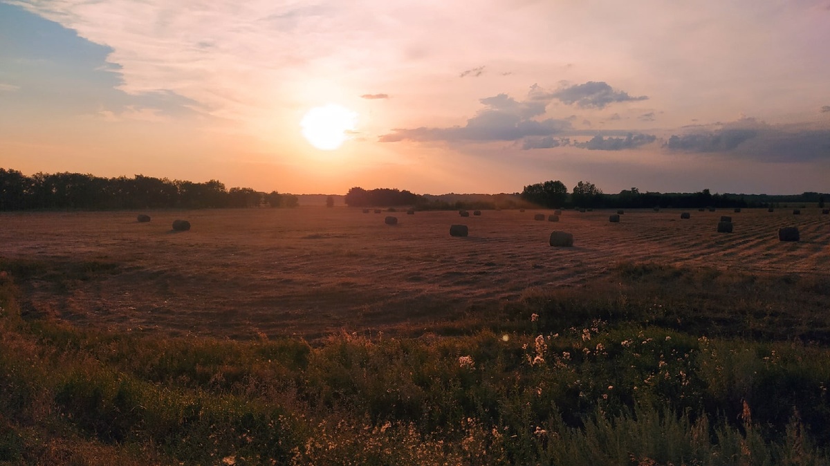 Даль сжатых полей. Последние лучи заката лежат на поле. Последние лучи заката лежат на поле сжатой ржи. Последние лучи заката лежат на поле сжатой ржи картинки. Последние лучи заката лежат на поле сжатой ржи рисунок.